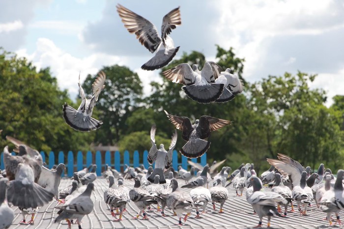 7,401 pigeons were submitted to the competition, 39 countries globally.